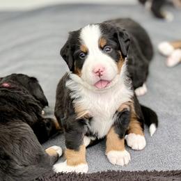 Bernese Mountain Dog Puppies from Cocos Puppy Tales