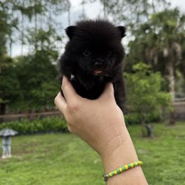 Miss Panda - Black female Pomeranian puppy in North Naples, Florida from Moon Ranch Puppies