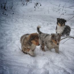 Collie Puppies from Circle H Farm