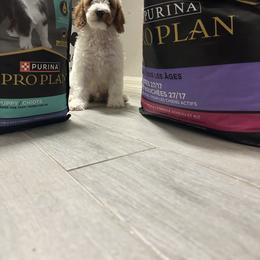 Goldendoodle Puppies from The Doodle House