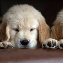 Golden Retriever Puppies from Goldenway Goldens