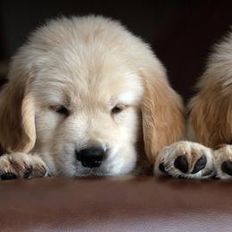 Golden Retriever Puppies from Goldenway Goldens