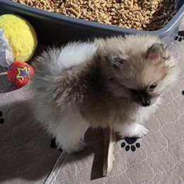 Pebbles - Pomeranian puppy from Pepplers Poms