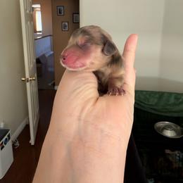 Jack Skellington - Dapple male Dachshund puppy in Murrieta, California from Dash of Love