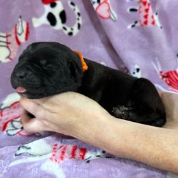 Orange Collar - Black brindle female Cane Corso puppy in Paris, Texas from Knucklehead Cane Corso