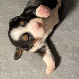 Doc - Tri-color male Bernedoodle puppy in Campbellsville, Kentucky from Blue Belle Hills Bernedoodles