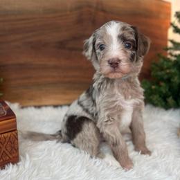 Edmund - White and red merle male Bordoodle puppy in Valley Center, California from Circle R Valley Bordoodls
