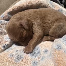 Ruby - Apricot female Goldendoodle puppy in Graham, North Carolina from Geise Meadow Doodles
