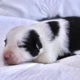Girl 2 - female Border Collie puppy in Hesperus, Colorado from I&A Border Collies