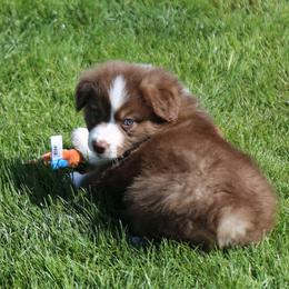 Miniature Australian Shepherd Puppies from Ridgestar Aussies
