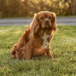 Cindy - Cavalier King Charles Spaniel