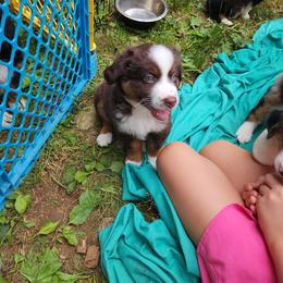 Roscoe - Red tri-color male Australian Shepherd puppy in Blairsville, Georgia from Georgia Peach Aussies