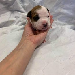 American Staffordshire Terrier Puppies from America's Best