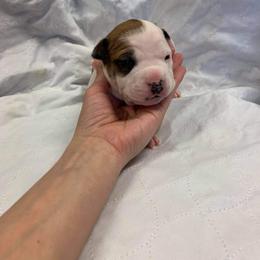 American Staffordshire Terrier Puppies from America's Best