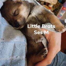 Kringle Sesame - Sesame male Shiba Inu puppy in Colorado Springs, Colorado from Little Brats