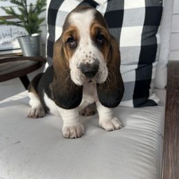 Basset Hound Puppies from Wee Little Bassets