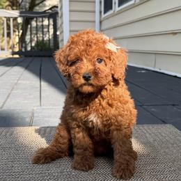 Kelly - Red  female Poodle puppy in Mint Hill, North Carolina from DoodleForever