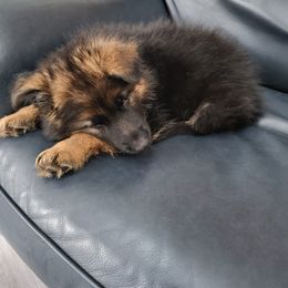 German Shepherd Puppies from Ewig Krieger Kennels