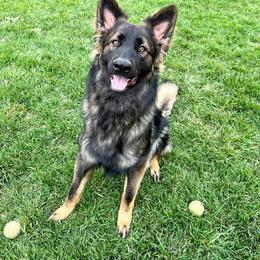 German Shepherd Puppies from Morris German Shepherds