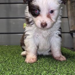 Girl 2 - Red tri female Toy Australian Shepherd puppy in Humansville, Missouri from Tater Tot aussies