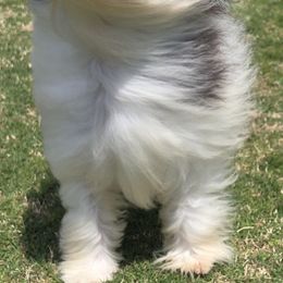 Companion Crosses, Havanese, Havapoos, Maltese, Maltipoos, Morkies, and Yorkshire Terriers from Rosewood Kennels