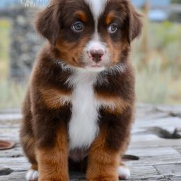 RTM-1 - Red tri-color male Miniature American Shepherd puppy in Baker City, Oregon from Back Country Aussies