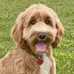 Summer - Goldendoodle