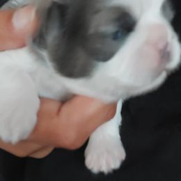 Shih Tzu Puppies from N.F.S.T Imperial ShihTzu Puppies.