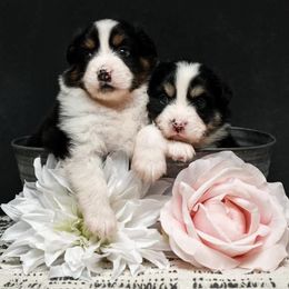Miniature American Shepherds from Fergie's Mini American Shepherds