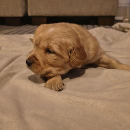 Cupid (red collar) - Dark golden male Golden Retriever puppy in Tenino, Washington from Oak River Goldens'