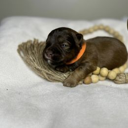 Miniature Schnauzer Puppies from Forever Schnauzers