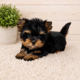 Yorkshire Terrier puppies from Bristy’s Pampered Pups