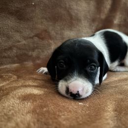 Dachshund Puppies from Tabatha’s Miniature Dreams