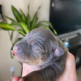 American Bully Puppies from Unbullievable Bullies