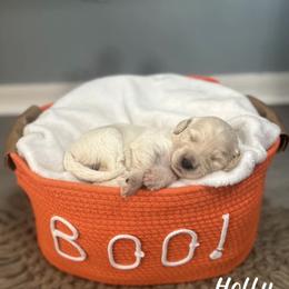 Holly - Cream female Goldendoodle puppy in Siesta Key, Florida from Siesta Key Doodles