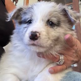 Blue boy - Blue merle male Border Collie puppy in Apple Valley, California from Flying S Ranch Border Collies