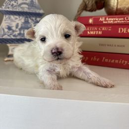 Teddy - White male Maltipoo puppy in Wendell, North Carolina from Teddys Teddy Bears