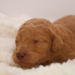 Aussiedoodle and Goldendoodle Puppies from Ford Family Kennels