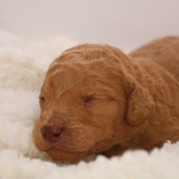 Aussiedoodle and Goldendoodle Puppies from Ford Family Kennels