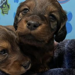 Dachshunds from J&W Doxies