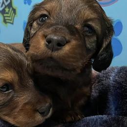Dachshunds from J&W Doxies