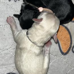 Tink (black collar) - White female Miniature Schnauzer puppy in Port Orchard, Washington from Silver Bells Miniature Schnauzers