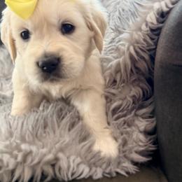 Star - Light golden female Golden Retriever puppy in Shingle Springs, California from Creamy Retrievers