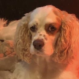 OLIVE - Cocker Spaniel
