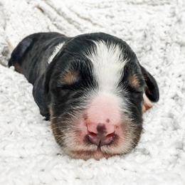 Red - Tri-color male Bernedoodle puppy in Marne, Michigan from MI Doodles