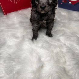 Aussiedoodle Puppies from San Francisco Breeding