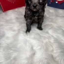 Aussiedoodle Puppies from San Francisco Breeding