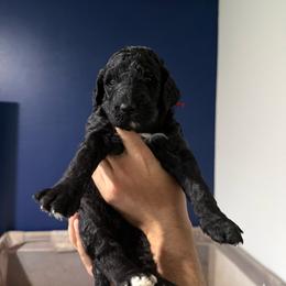 Red collar - Black male Goldendoodle puppy in Cape Coral, Florida from Magnolia Doodles co.