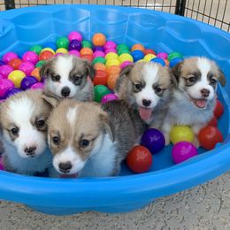 Pembroke Welsh Corgi Puppies from Pathfinder