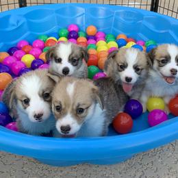 Pembroke Welsh Corgi Puppies from Pathfinder